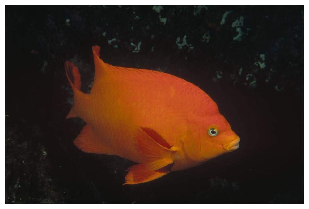 Garibaldi adult portrait, Channel Islands National Park, California-Paper Art-62x42”