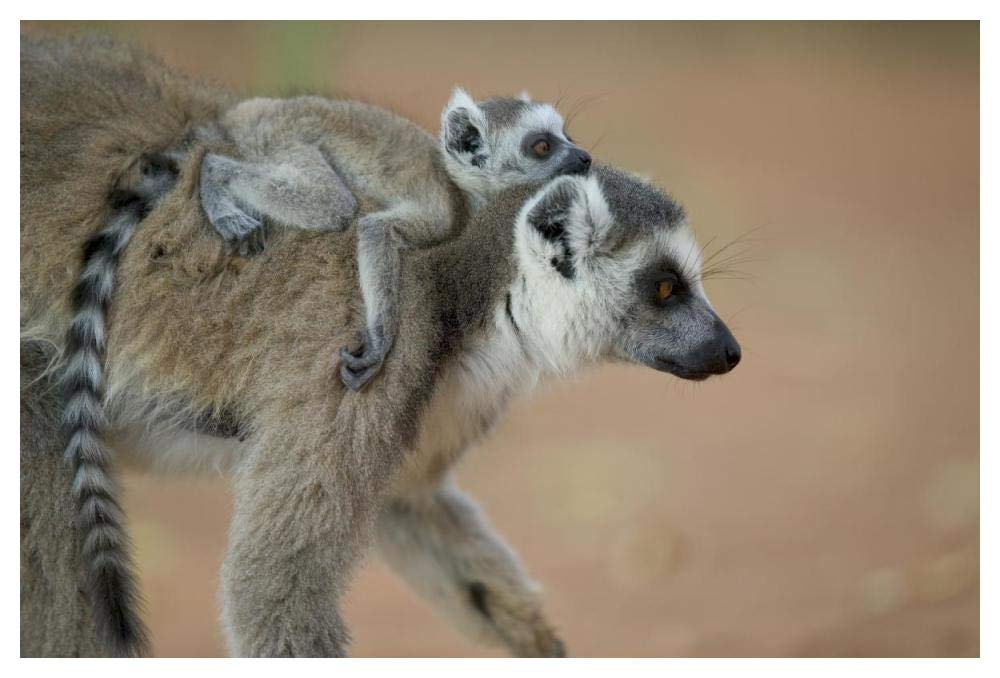 Ring-tailed Lemur baby riding on mothers back, vulnerable, Berenty Private Reserve, Madagascar-Paper Art-50x34”