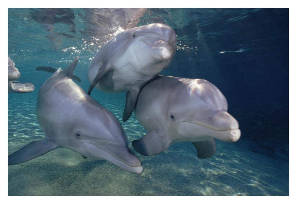 Bottlenose Dolphin trio underwater, Waikoloa Hyatt, Hawaii-Paper Art-38x26”