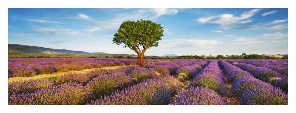 Lavender field and almond tree, Provence, France-Paper Art-38x14”