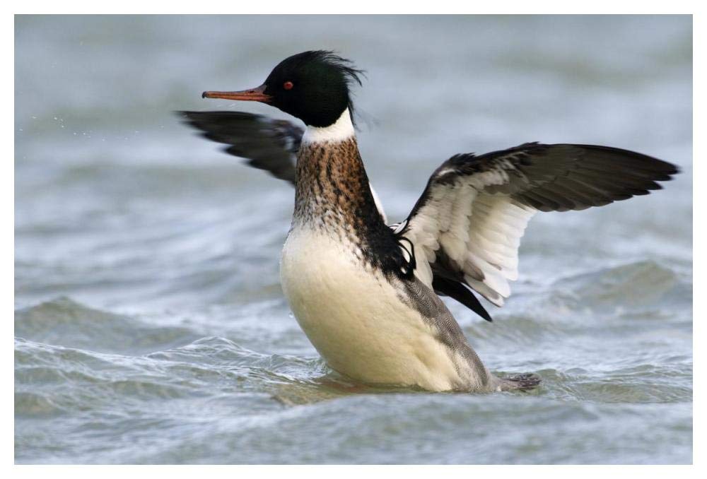 Red-breasted Merganser drake stretching wings, Den Oever, Noord-Holland, Netherlands-Paper Art-50x34”