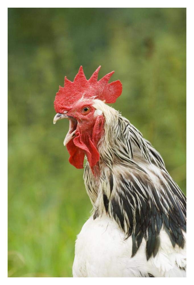 Domestic Chicken, Light Sussex cockerel, crowing, close-up of head and neck, Sussex, England, august-Paper Art-26x38”