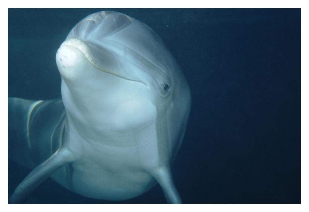 Bottlenose Dolphin underwater portrait, captive animal, Hawaii-Paper Art-20x14”