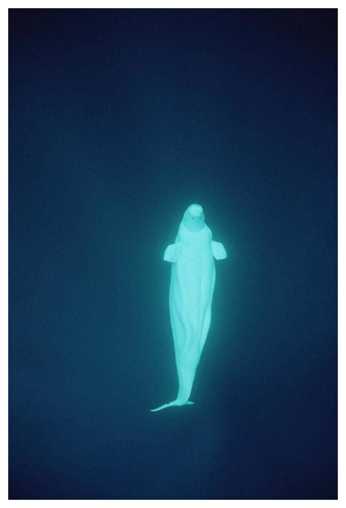 Beluga whale at 200 feet, NWT, Canada-Paper Art-42x62”