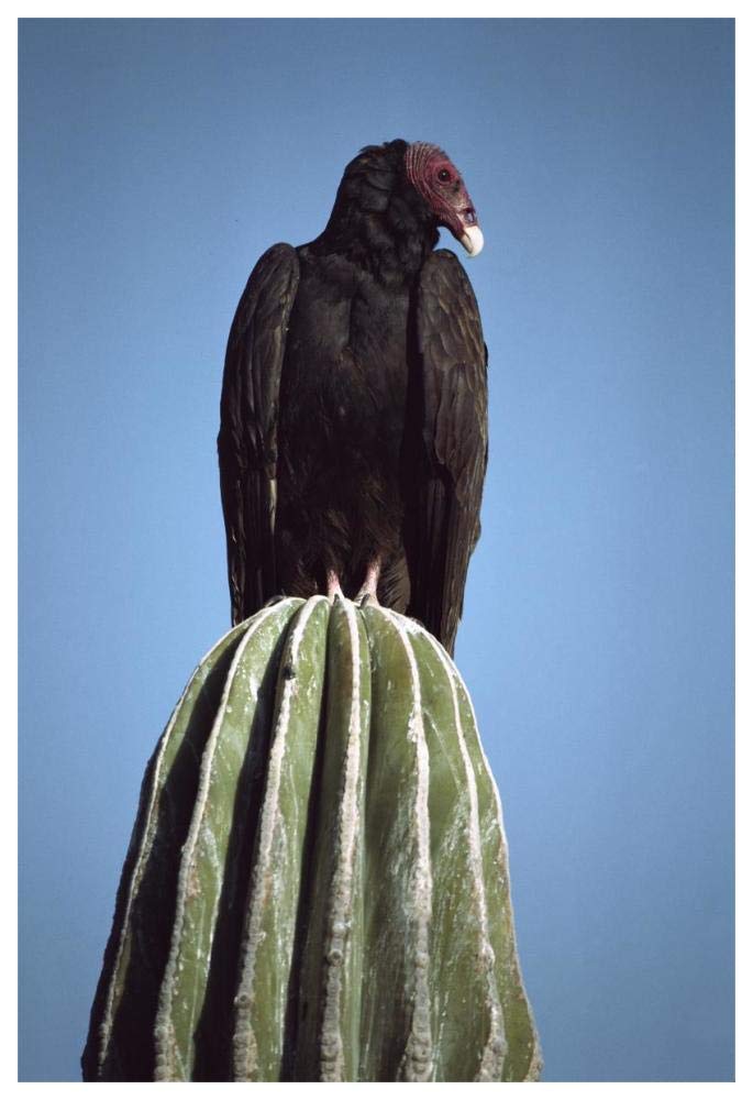 Turkey Vulture on Cardon cactus, Baja California, Mexico-Paper Art-42x62”