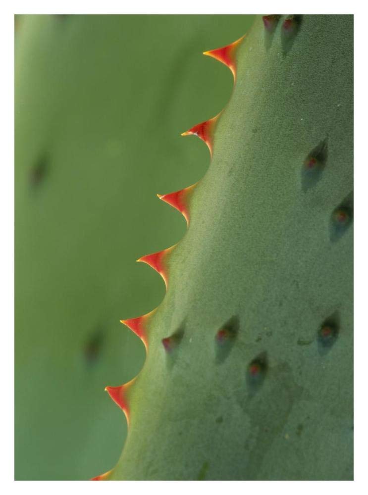 Cape Aloe spines-Paper Art-14x18”