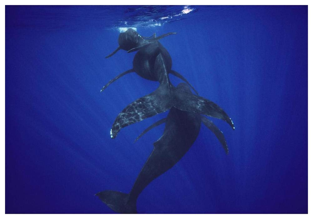 Humpback Whale calf, mother, and male escort, Maui, Hawaii-Paper Art-62x42”