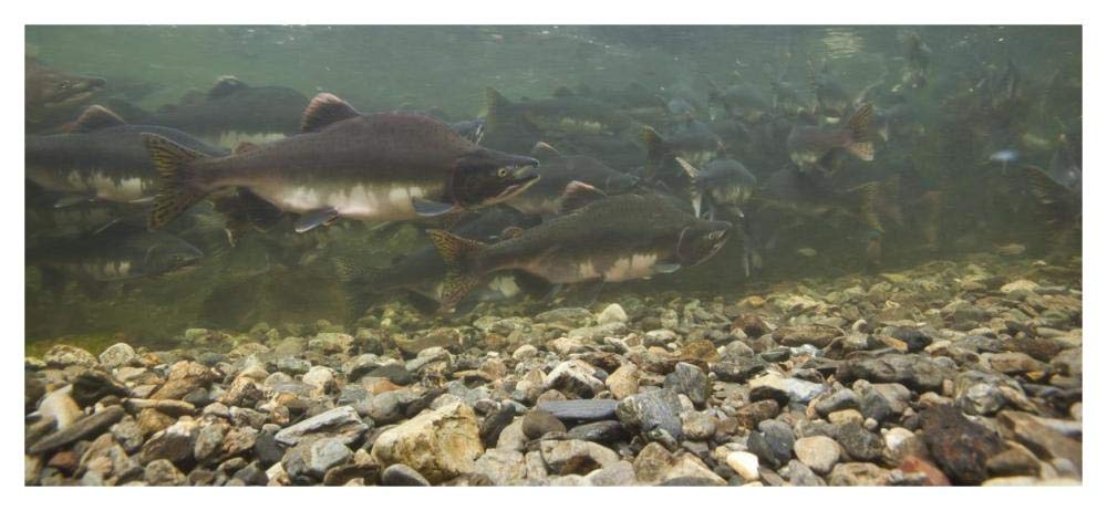 Pink Salmon swimming during migration, Indian River, Sitka, Alaska-Paper Art-46x21.4”