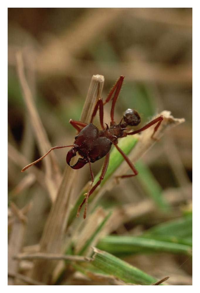 Leafcutter Ant, Paraguay-Paper Art-14x20”