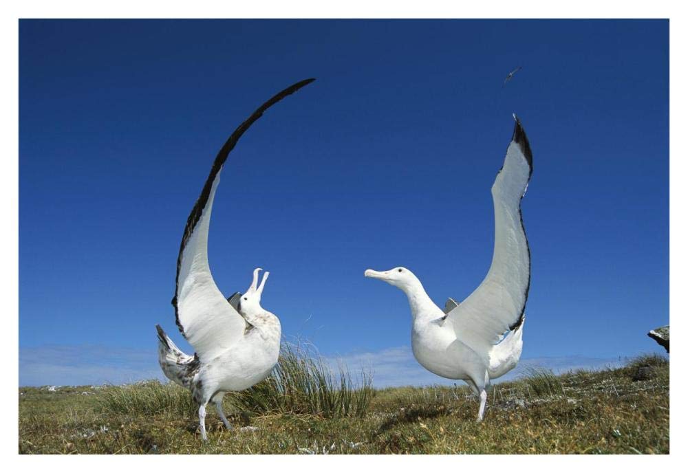 Gibsons Wandering Albatross courtship display, Adams Island, Aucklands Group, New Zealand-Paper Art-38x26”
