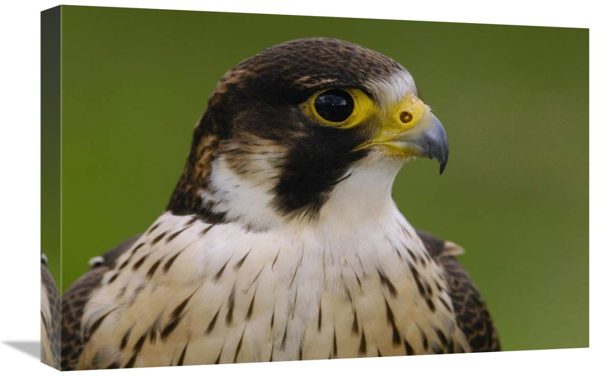 Peregrine Falcon portrait, Ecuador-Canvas Art-24x16”