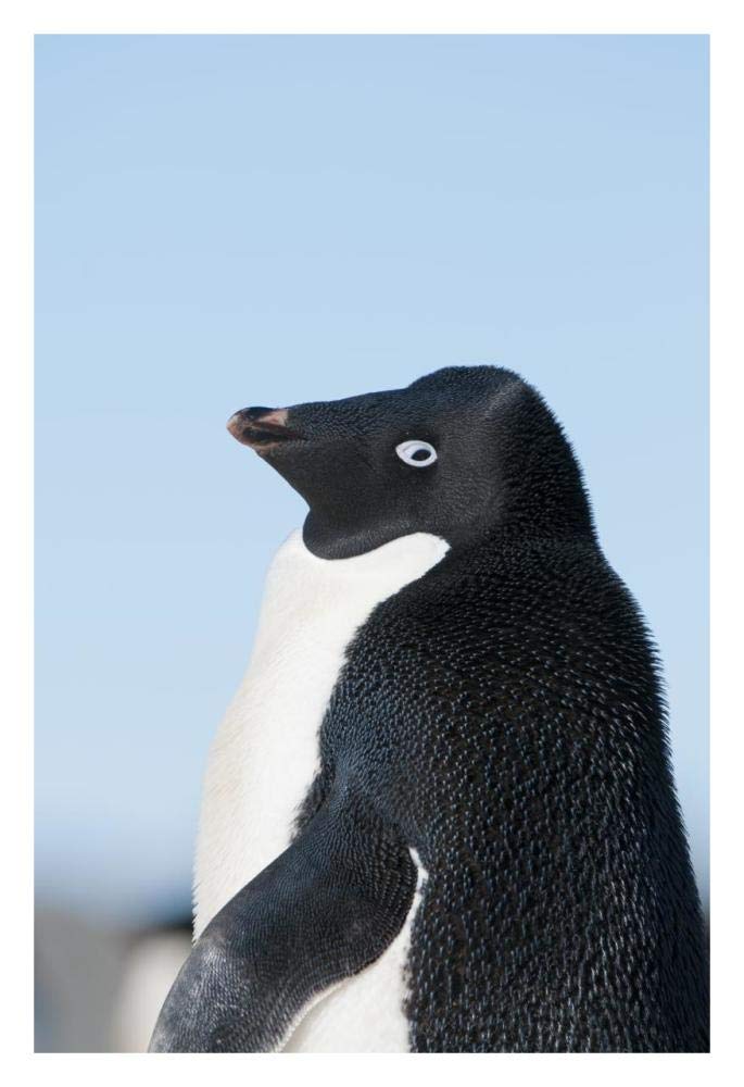 Adelie Penguin, Prydz Bay, eastern Antarctica-Paper Art-22x32”