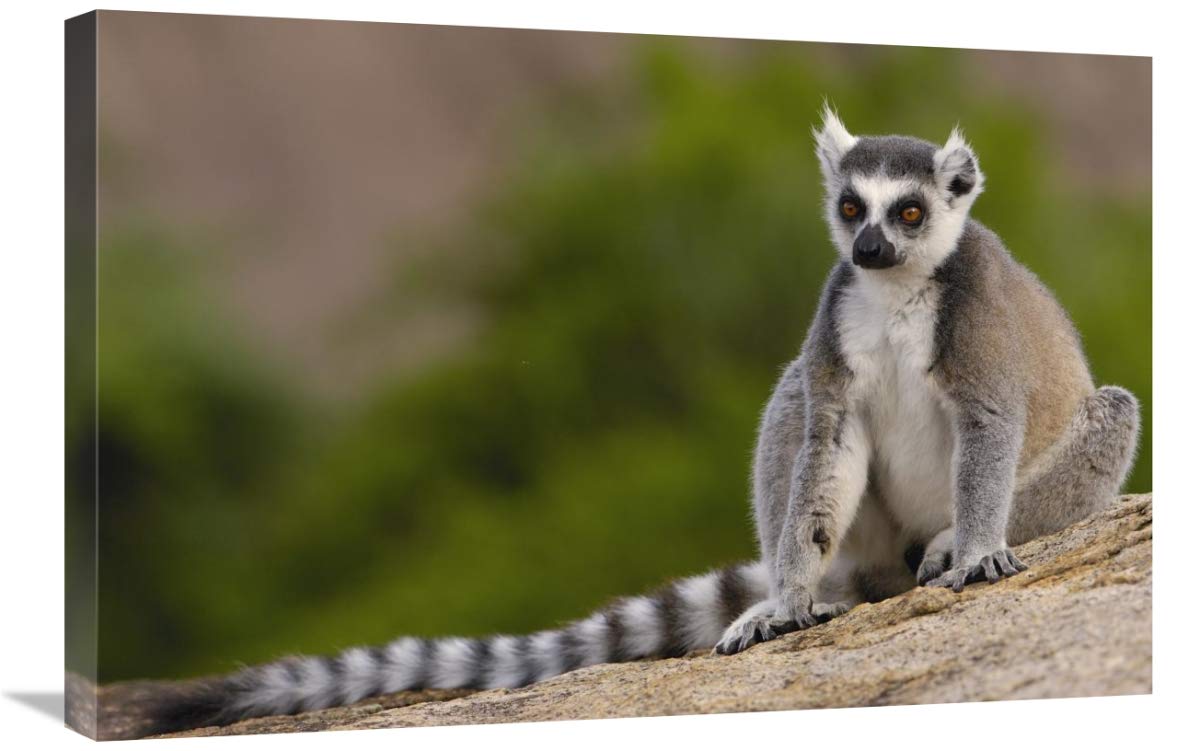 Ring-tailed Lemur in the Andringitra Mountains, Madagascar-Canvas Art-30x20”