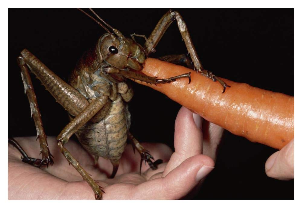 Giant Weta eating a carrot, Little Barrier Island, New Zealand-Paper Art-20x14”