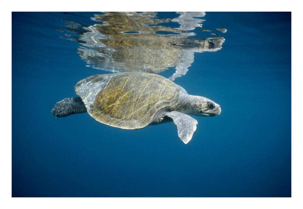 Olive Ridley Sea Turtle swimming in open ocean, Galapagos Islands, Ecuador-Paper Art-26x18”