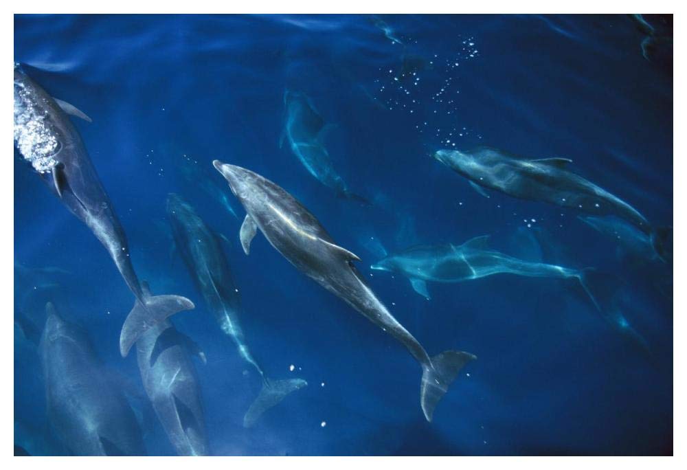 Bottlenose Dolphin pod, Galapagos Islands, Ecuador-Paper Art-50x34”