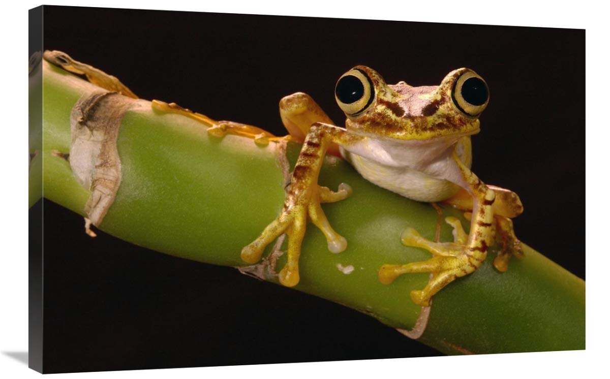 Chachi Tree Frog adult, Choco Rainforest, Ecuador-Canvas Art-36x24”
