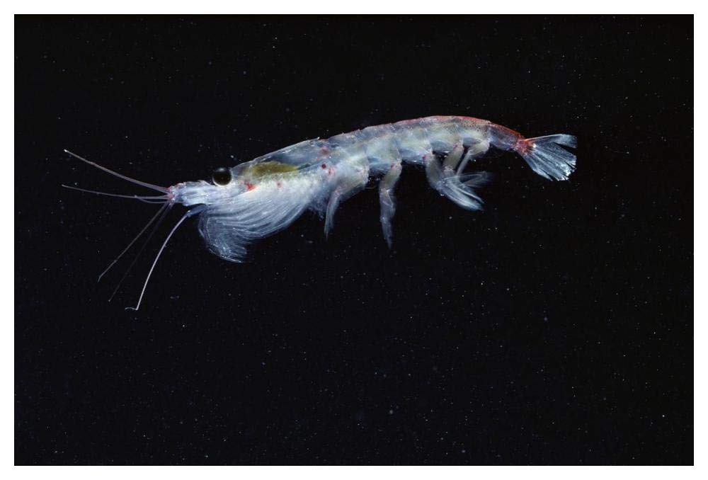 Antarctic Krill, Antarctica-Paper Art-50x34”