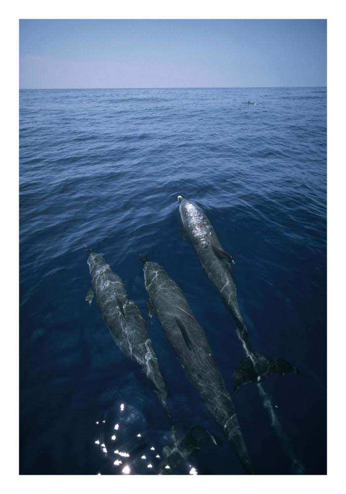 Bottlenose Dolphin trio surfacing, Shark Bay, Australia-Paper Art-18x26”