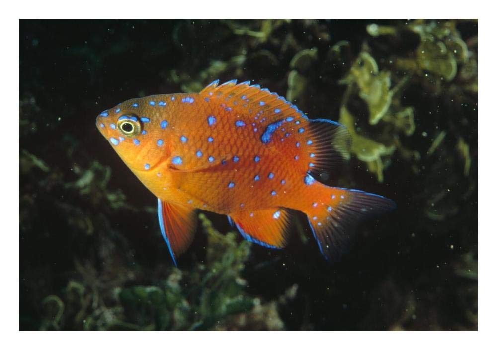 Garibaldi juvenile, California-Paper Art-26x18”