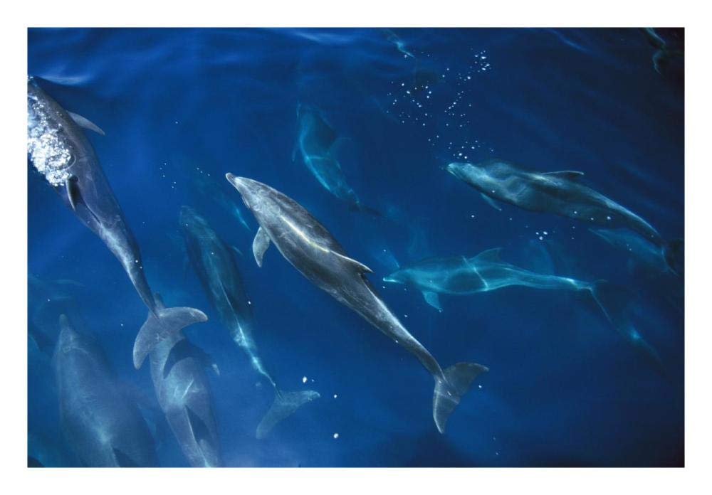 Bottlenose Dolphin pod, Galapagos Islands, Ecuador-Paper Art-26x18”