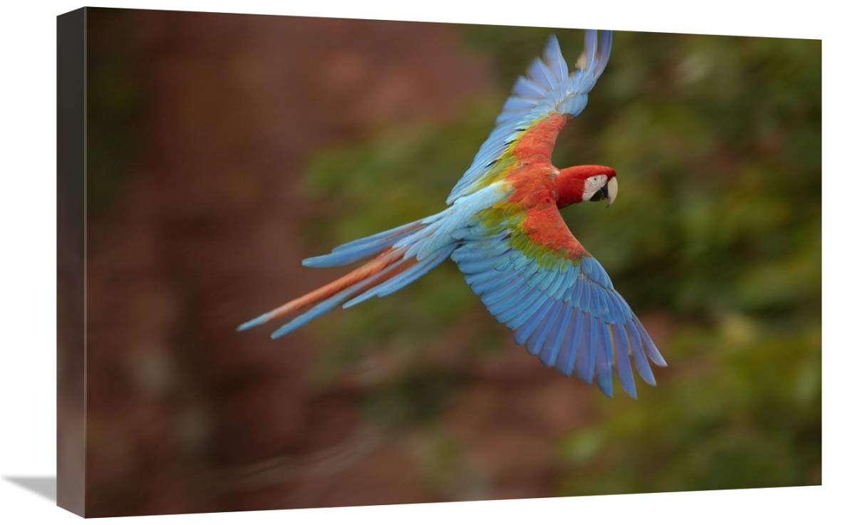 Red and Green Macaw flying,  Mato Grosso do Sul, Brazil-Canvas Art-24x16”