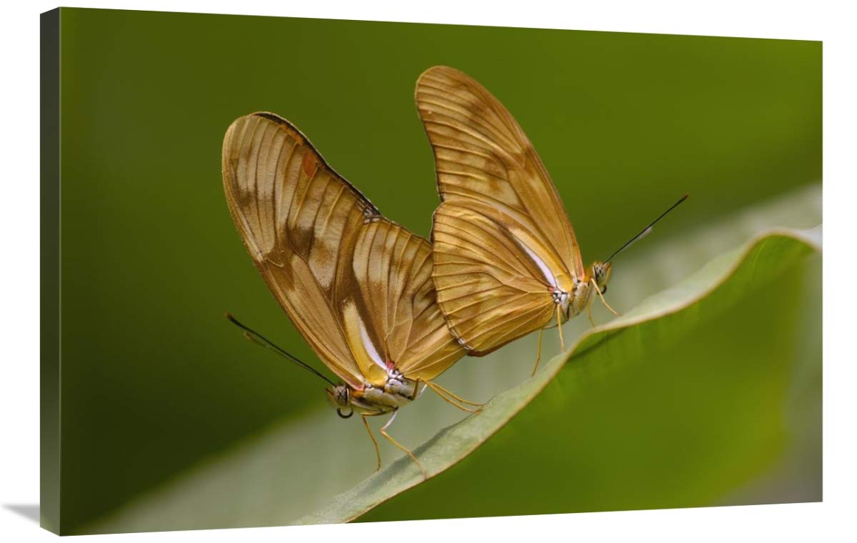 Julia Butterfly pair mating, Mindo Butterfly Farm, Cloud Forest, Ecuador-Canvas Art-36x24”