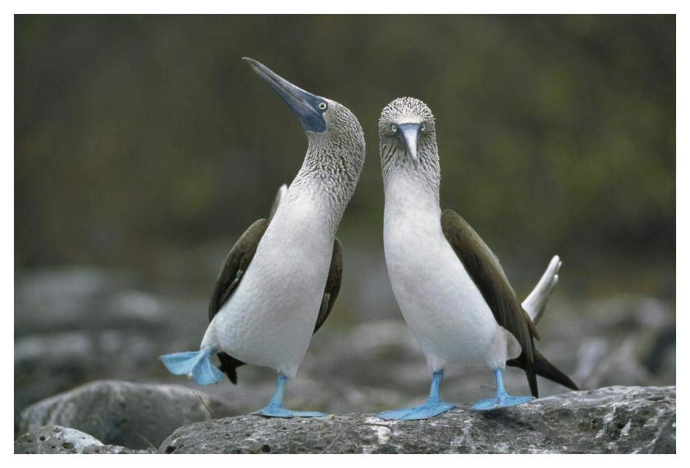 Blue-footed Boobies in courtship dance, Punta Cevallos, Galapagos Islands, Ecuador-Paper Art-50x34”
