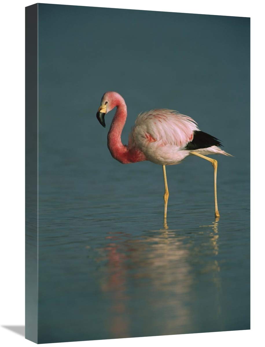 Andean Flamingo wading, Laguna Blanca, Bolivia-Canvas Art-16x24”