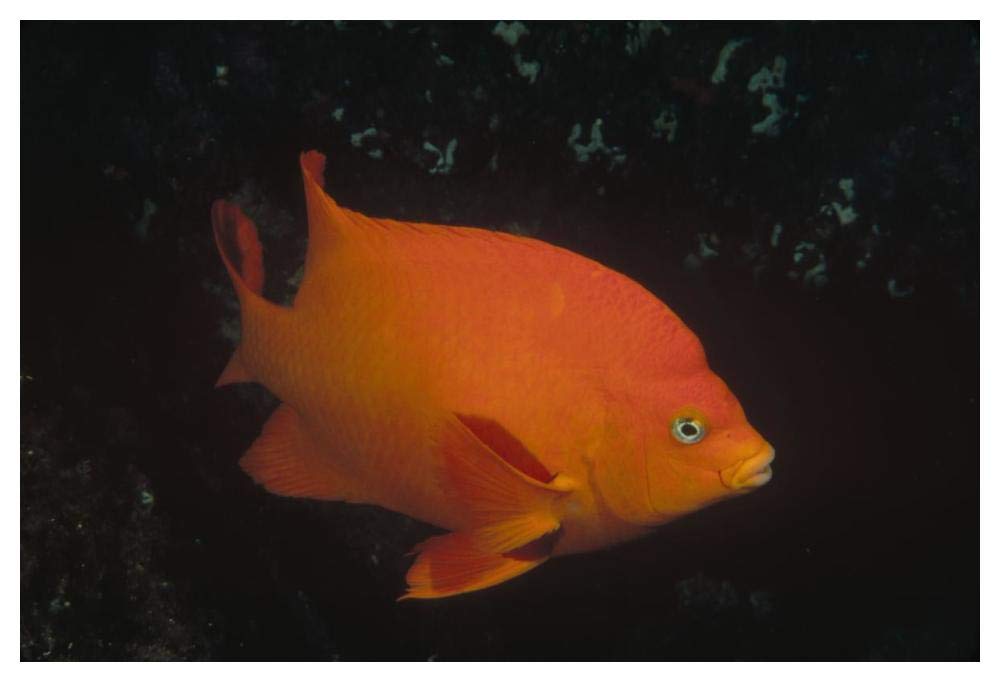 Garibaldi adult portrait, Channel Islands National Park, California-Paper Art-50x34”