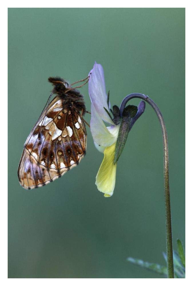 Weavers Fritillary adult on Pansy Europe-Paper Art-26x38”