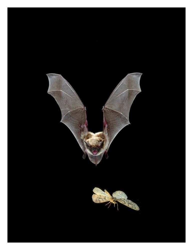 Yuma Myotis bat, female pursuing a moth on the wing, Oregon-Paper Art-26x34”