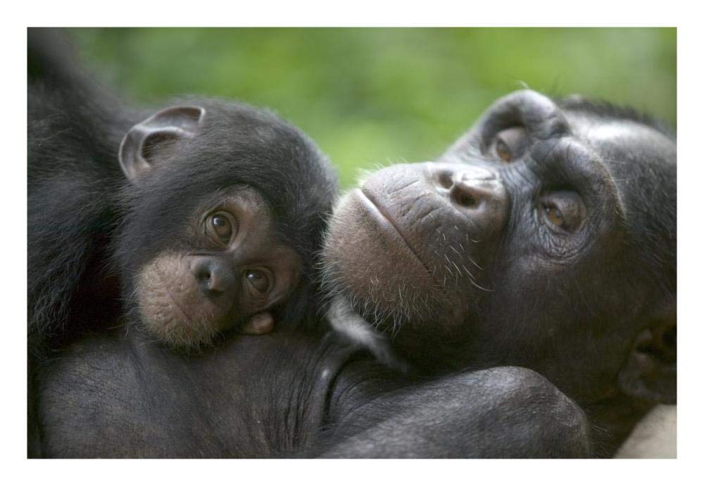 Chimpanzee adult female and infant, Pandrillus Drill Sanctuary, Nigeria-Paper Art-26x18”