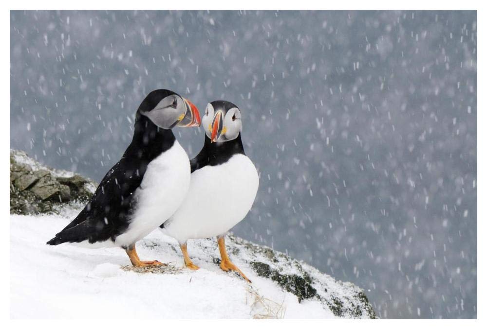 Two Atlantic Puffins, in snowfall, Hornoya, Varanger, Norway-Paper Art-50x34”
