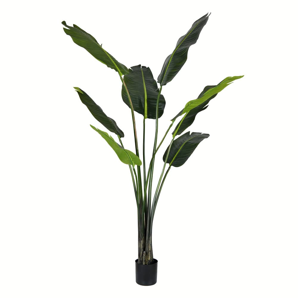 Casafoyer  5' Potted Travelers Palm 8 Leaves - TB191850 - (Pack Of 2)