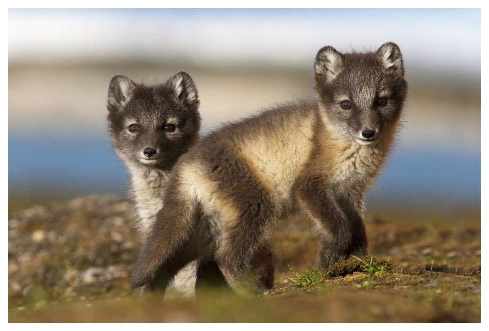 Two Arctic Fox kits on the tundra, Svalbard,Norway-Paper Art-62x42”