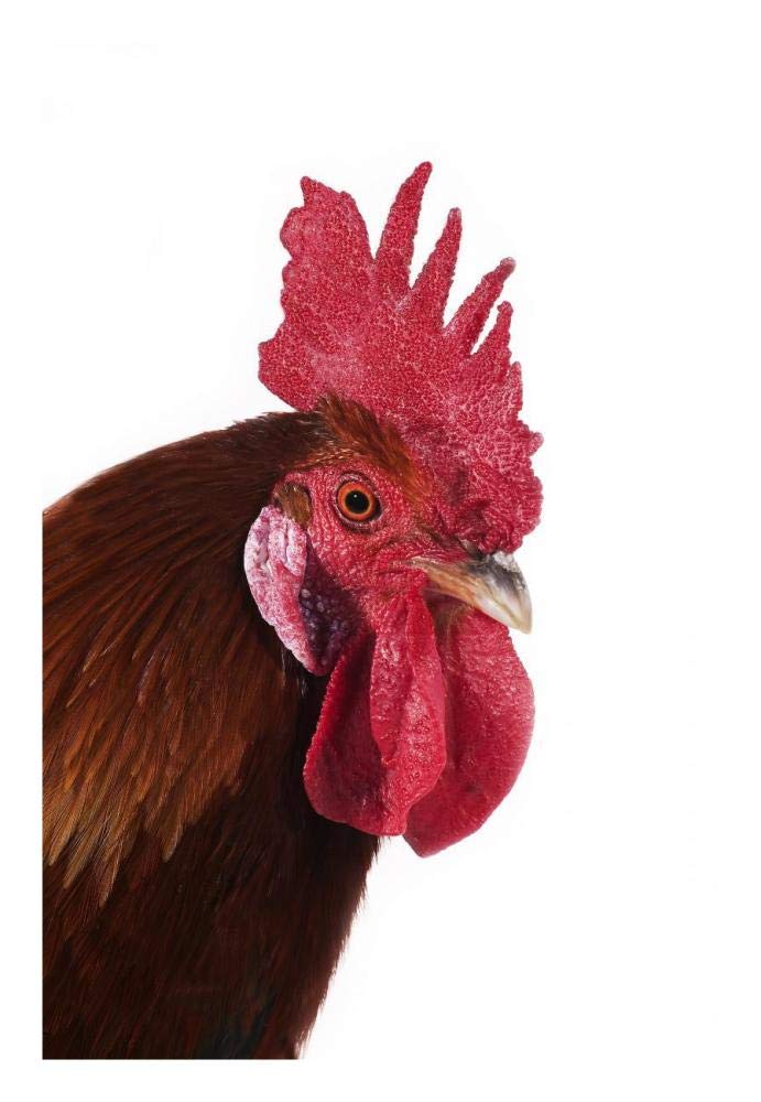 Domestic Chicken, Gaulois Dore, cockerel, close-up of head-Paper Art-18x26”