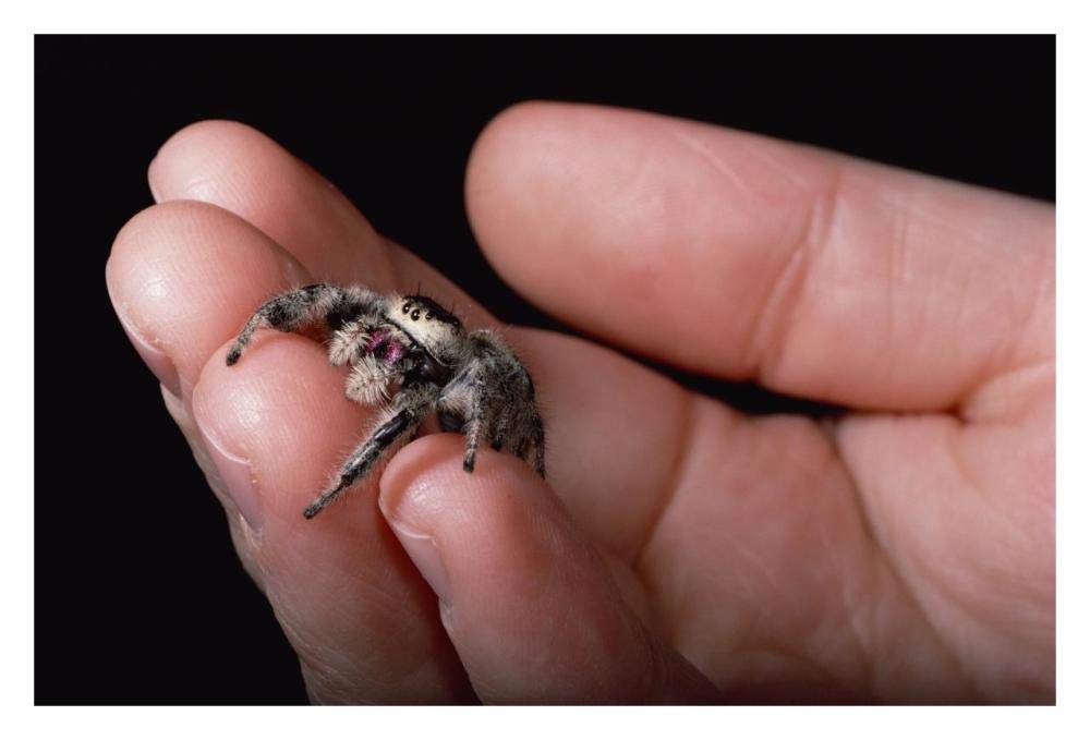 Jumping Spider held in human hand, Florida-Paper Art-32x22”