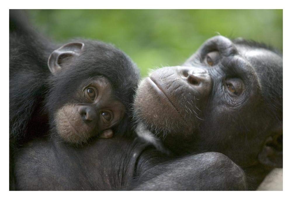 Chimpanzee adult female and infant, Pandrillus Drill Sanctuary, Nigeria-Paper Art-32x22”