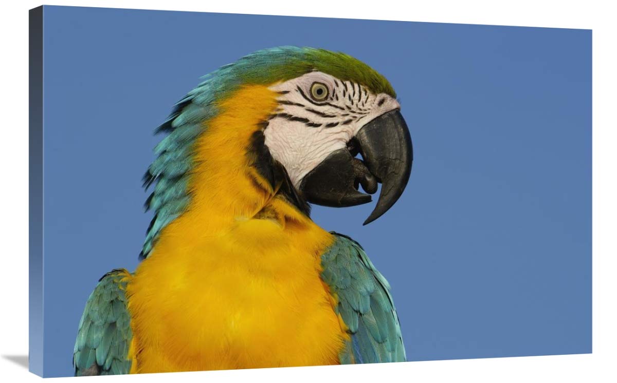 Blue and Yellow Macaw portrait,  South America-Canvas Art-36x24”