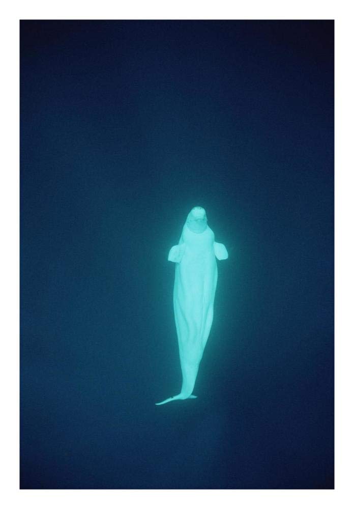 Beluga whale at 200 feet, NWT, Canada-Paper Art-18x26”