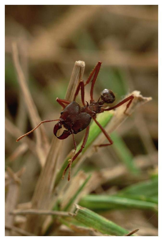 Leafcutter Ant, Paraguay-Paper Art-34x50”