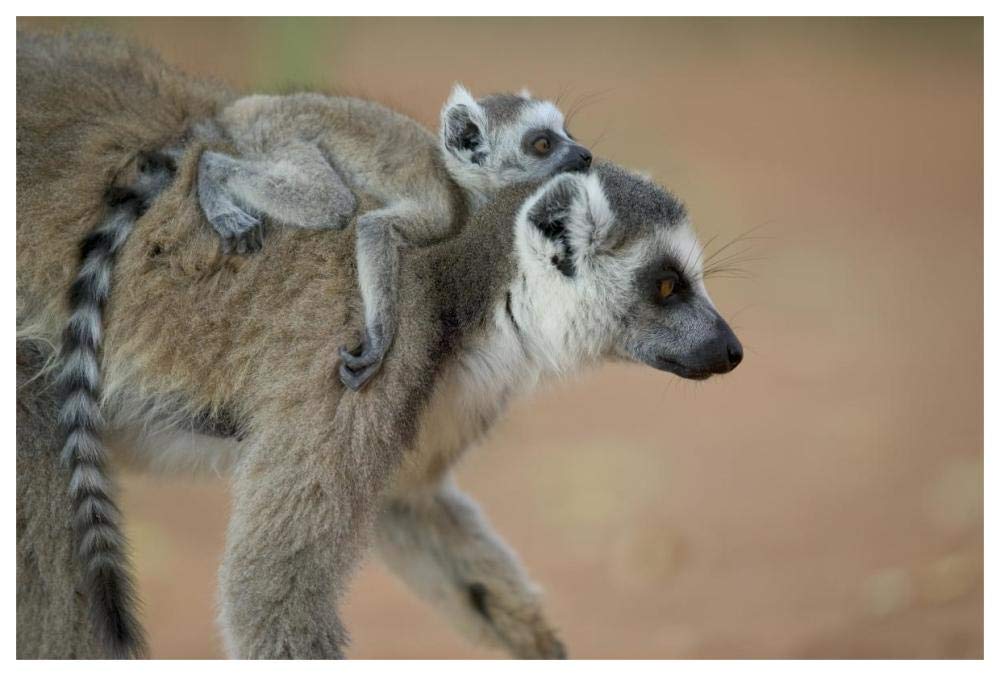 Ring-tailed Lemur baby riding on mothers back, vulnerable, Berenty Private Reserve, Madagascar-Paper Art-62x42”