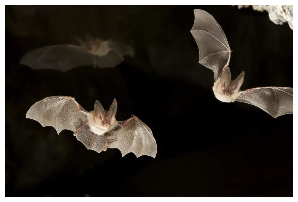 Townsends Big-eared Bats, Derrick Cave Complex, central Oregon-Paper Art-62x42”