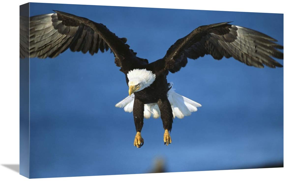 Bald Eagle flying, Kenai Peninsula, Alaska-Canvas Art-24x16”