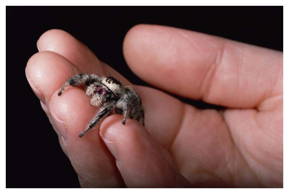 Jumping Spider held in human hand, Florida-Paper Art-50x34”