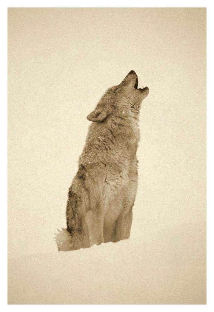Timber Wolf portrait, howling in snow, North America - Sepia-Paper Art-32x42”