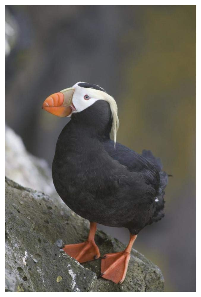 Tufted Puffin, Pribilof Islands, Alaska-Paper Art-42x62”