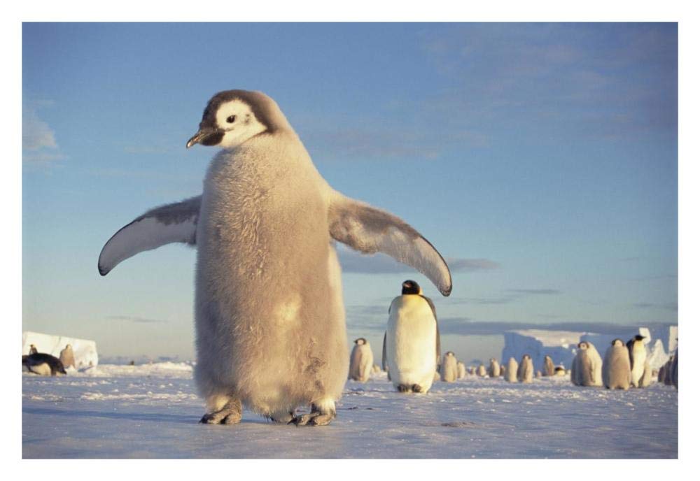 Emperor Penguin chick on fast ice, No-name Rookery, Princess Martha Coast, Weddell Sea, Antarctica-Paper Art-32x22”