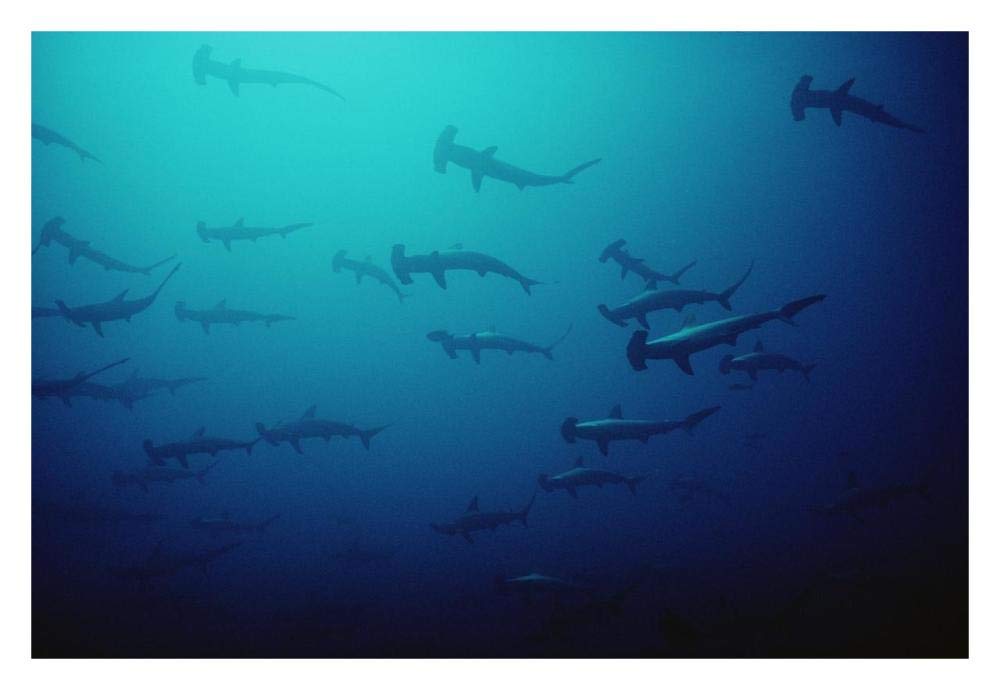 Scalloped Hammerhead Shark school, Cocos Island, Costa Rica-Paper Art-32x22”